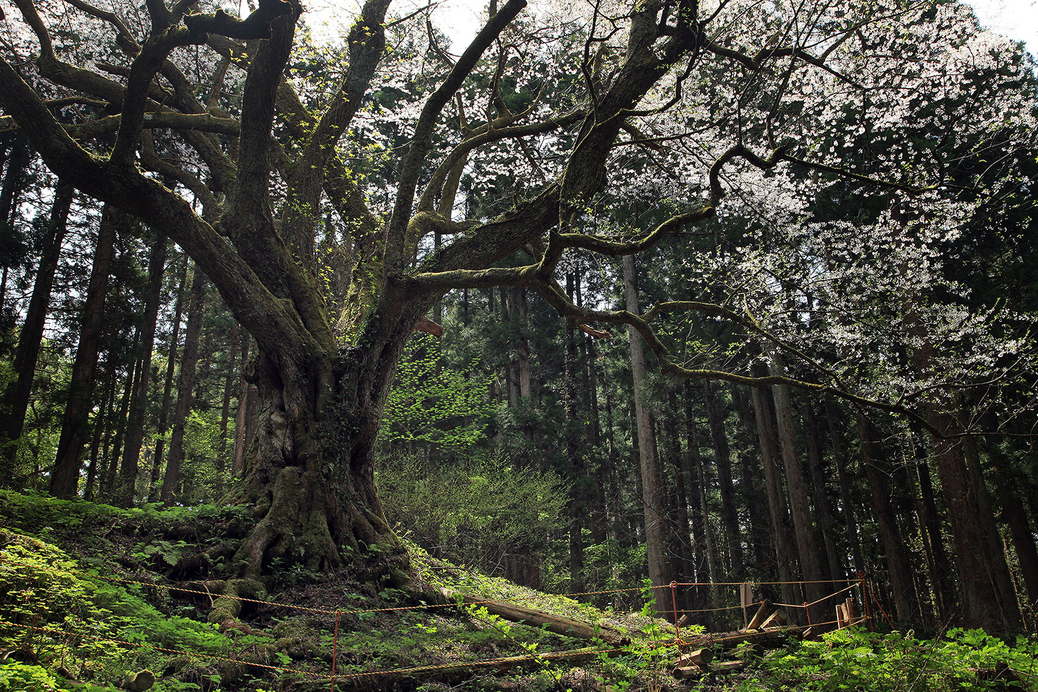 風巻神代桜