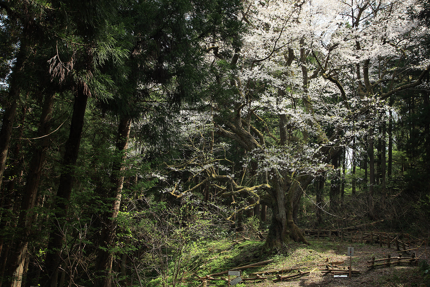 風巻神代桜