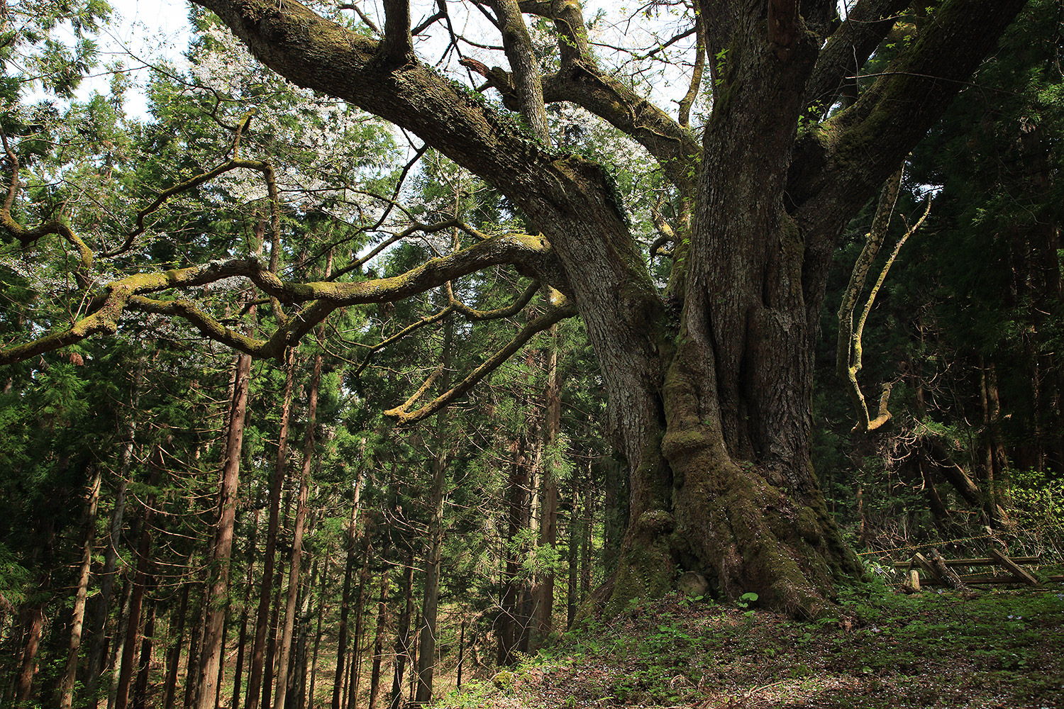 風巻神代桜