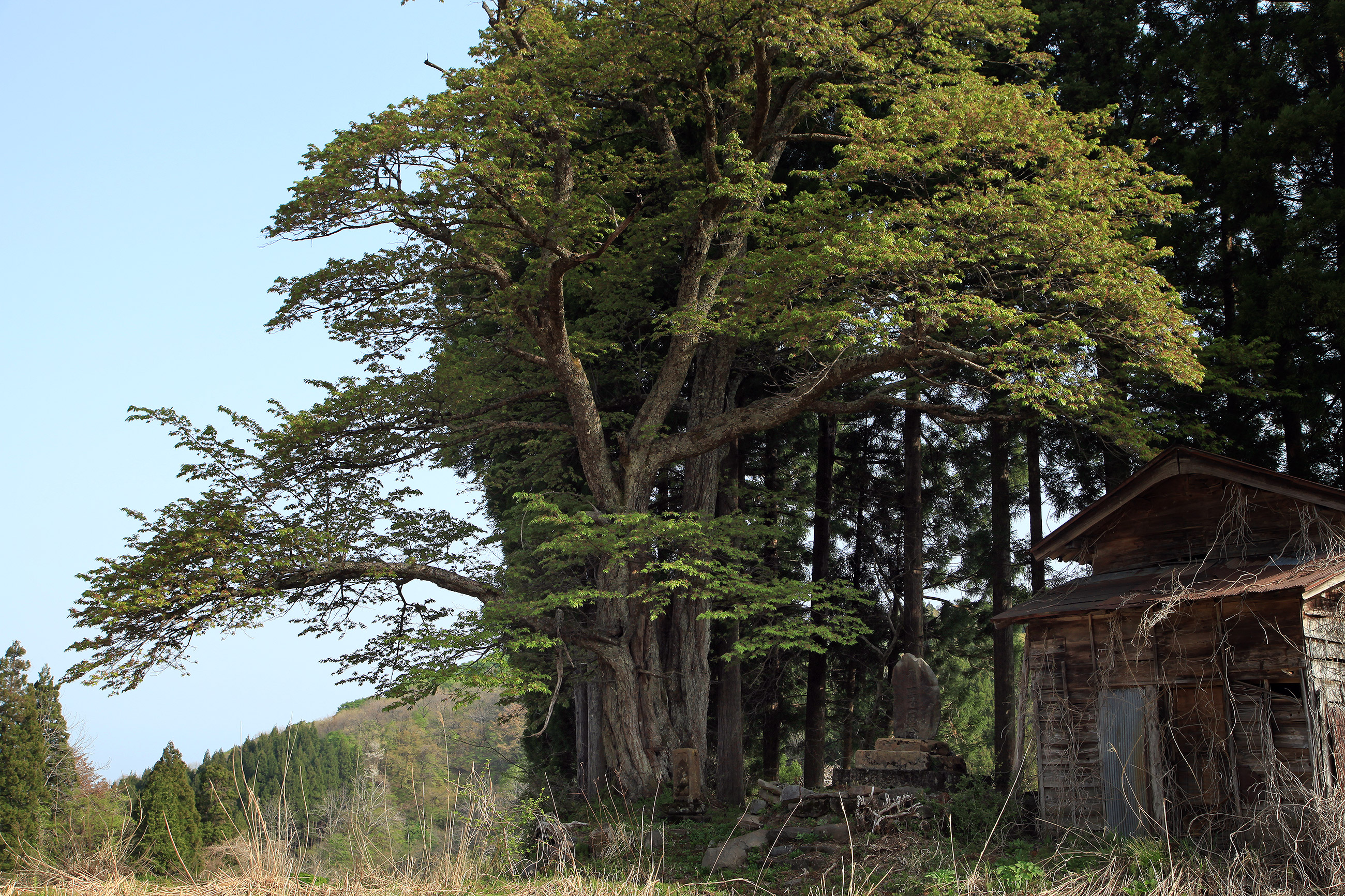 空熊新田のヤマザクラ