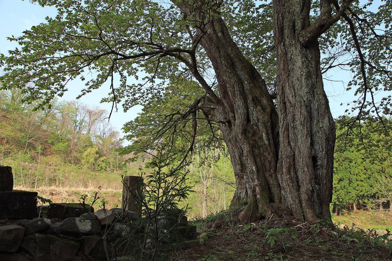 空熊新田のヤマザクラ