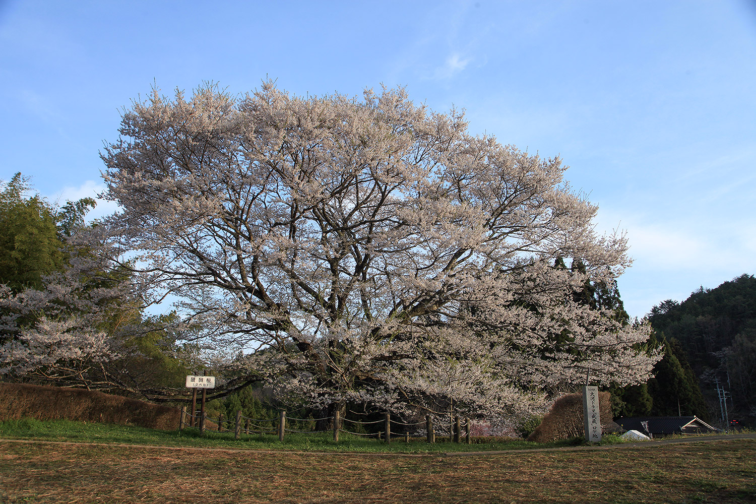 醍醐桜