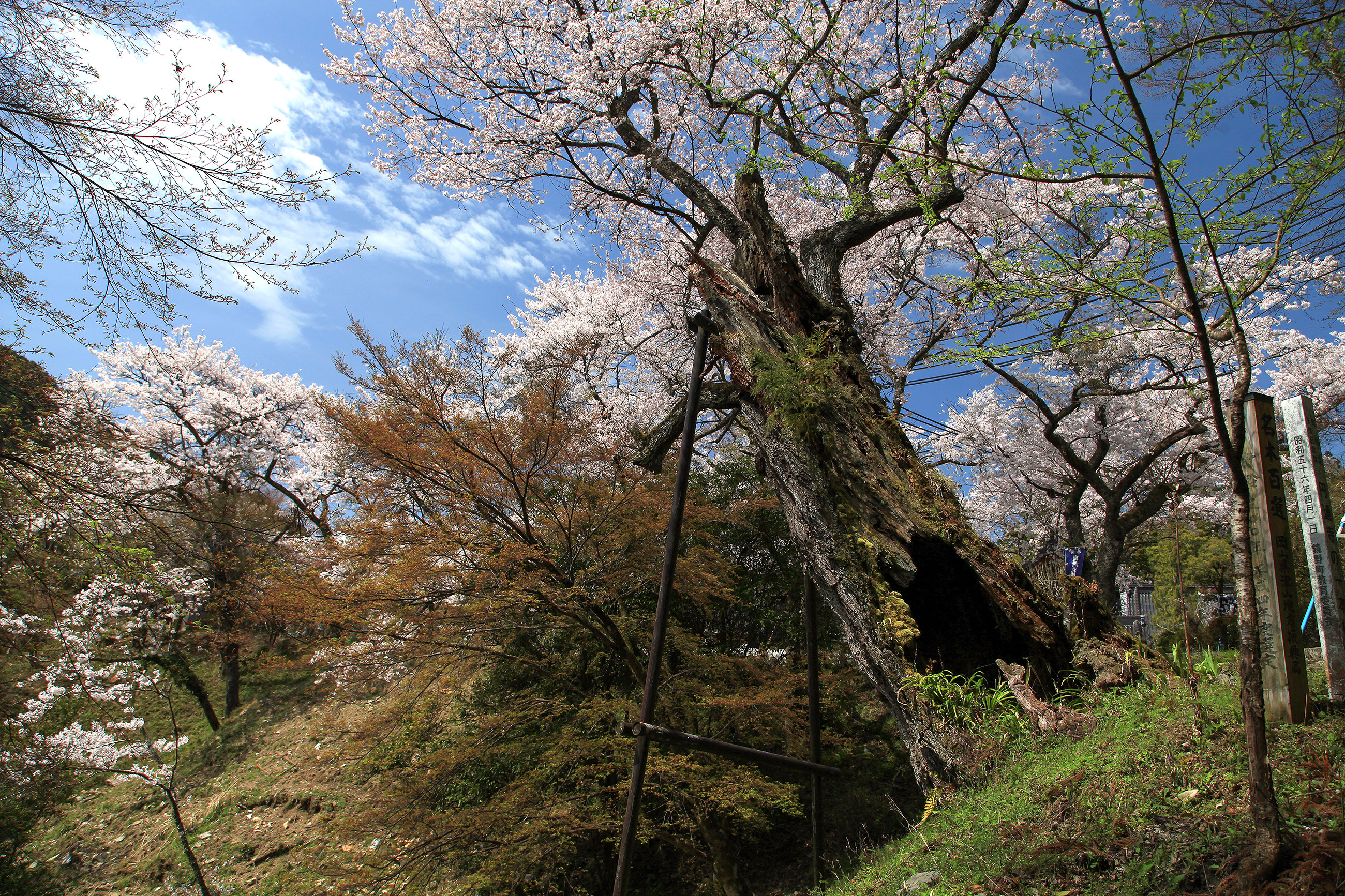 円通寺の一本桜