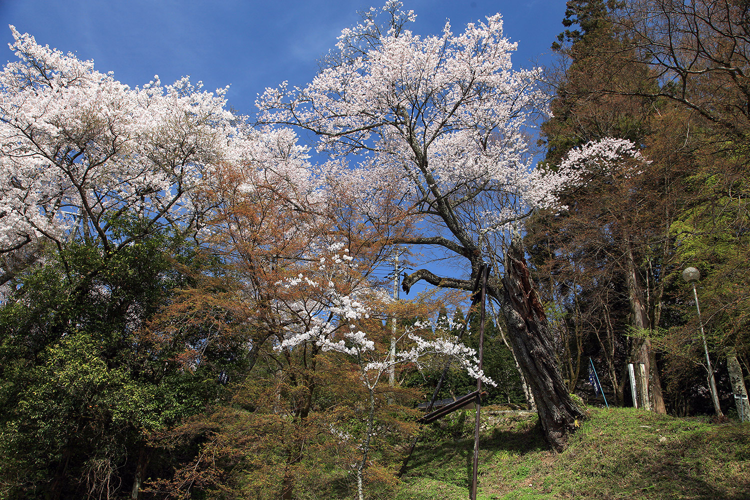 円通寺の一本桜