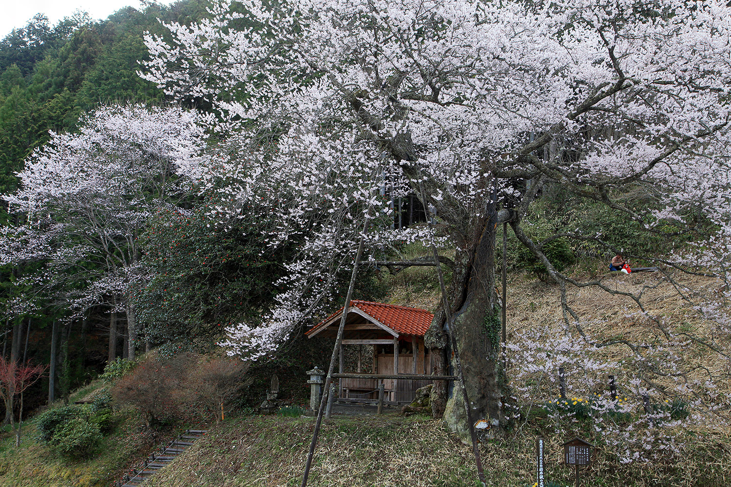 岩井畝の大桜