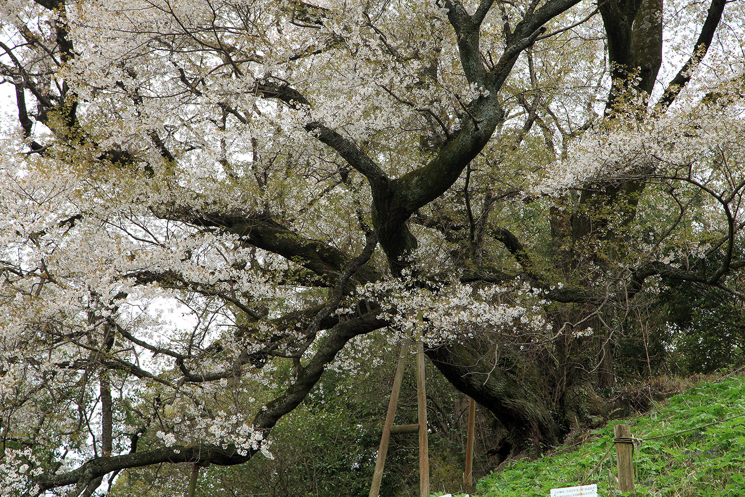 奥迫川の桜