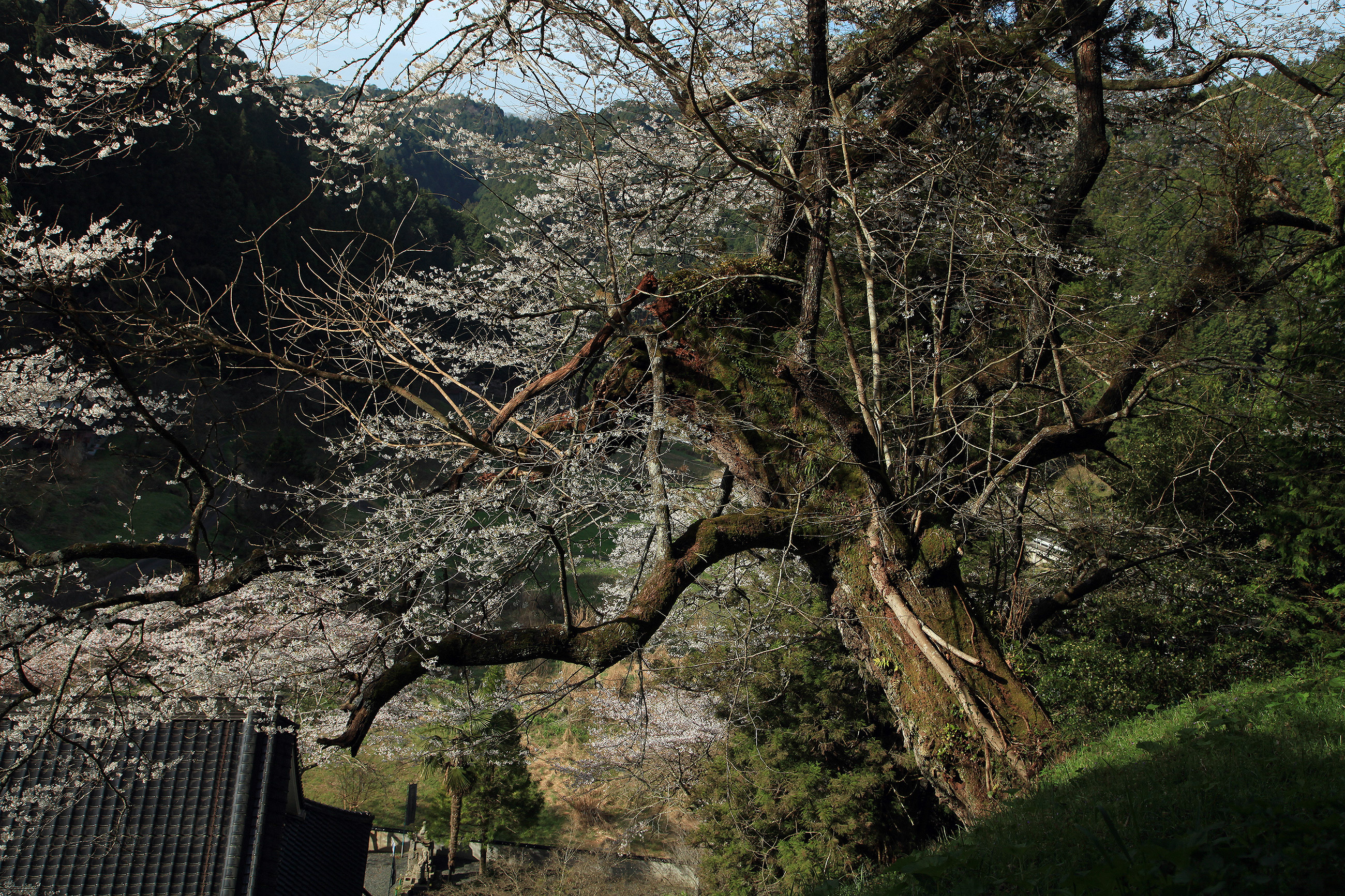 桜本寺の大桜