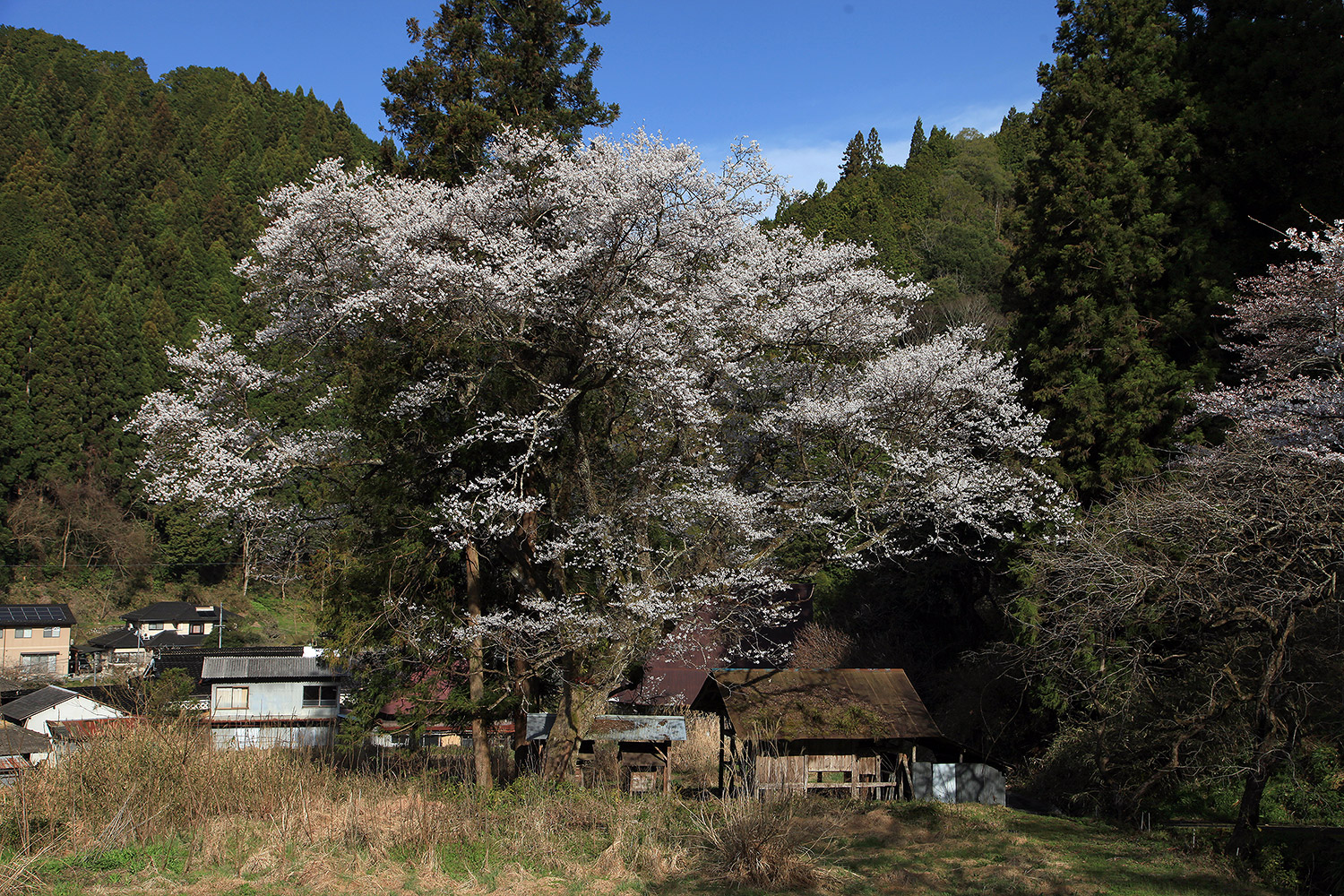 桜本寺の大桜