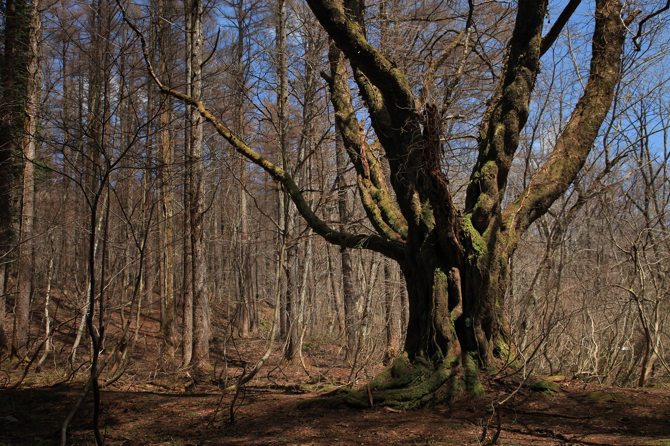 岡山県立森林公園のオオヤマザクラ