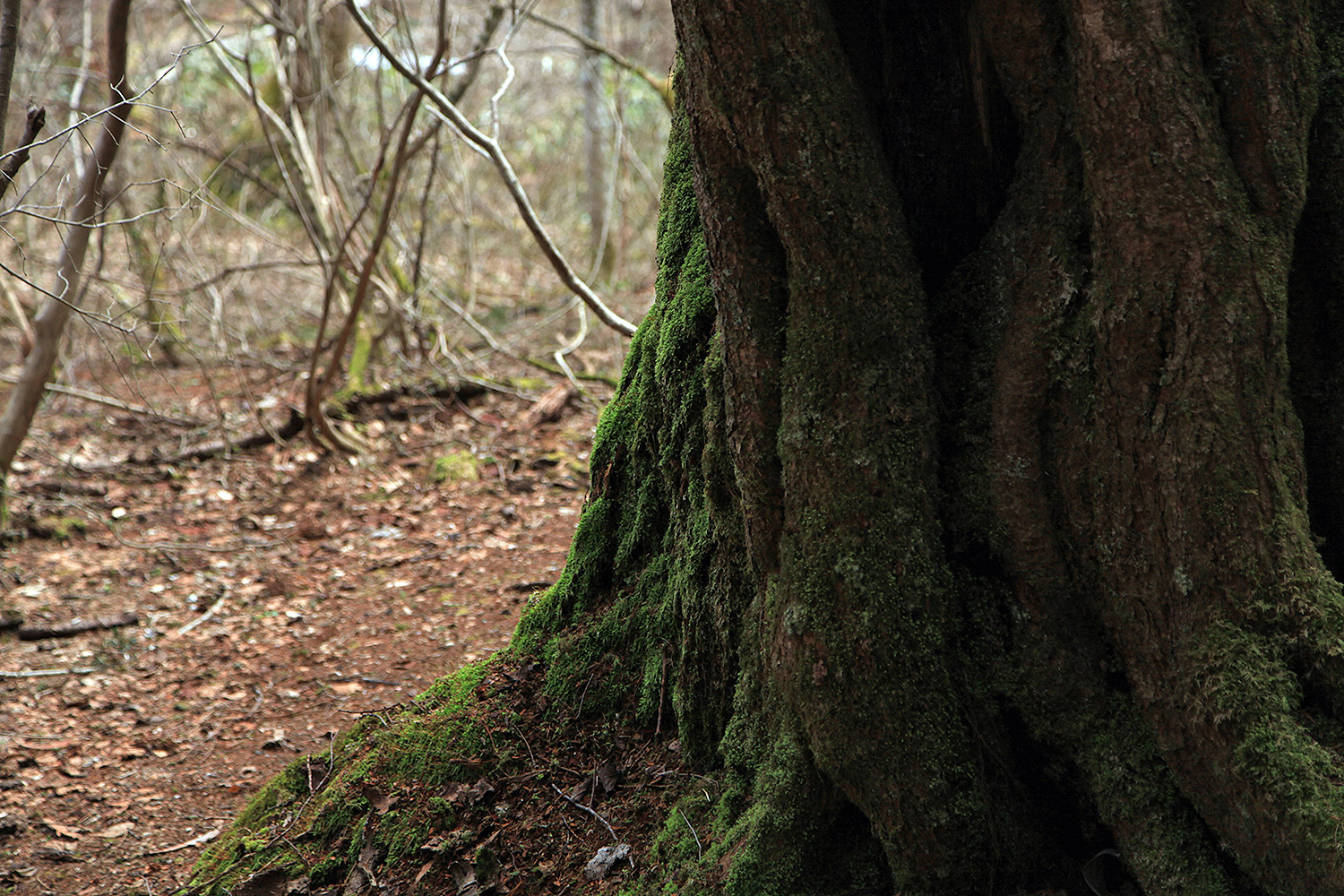 岡山県立森林公園のオオヤマザクラ