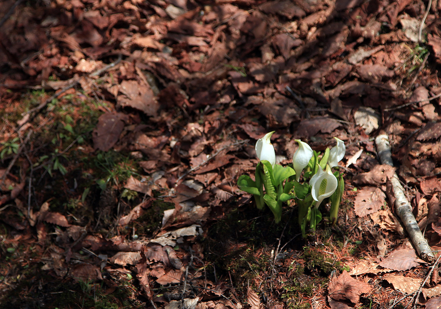 岡山県立森林公園のオオヤマザクラ