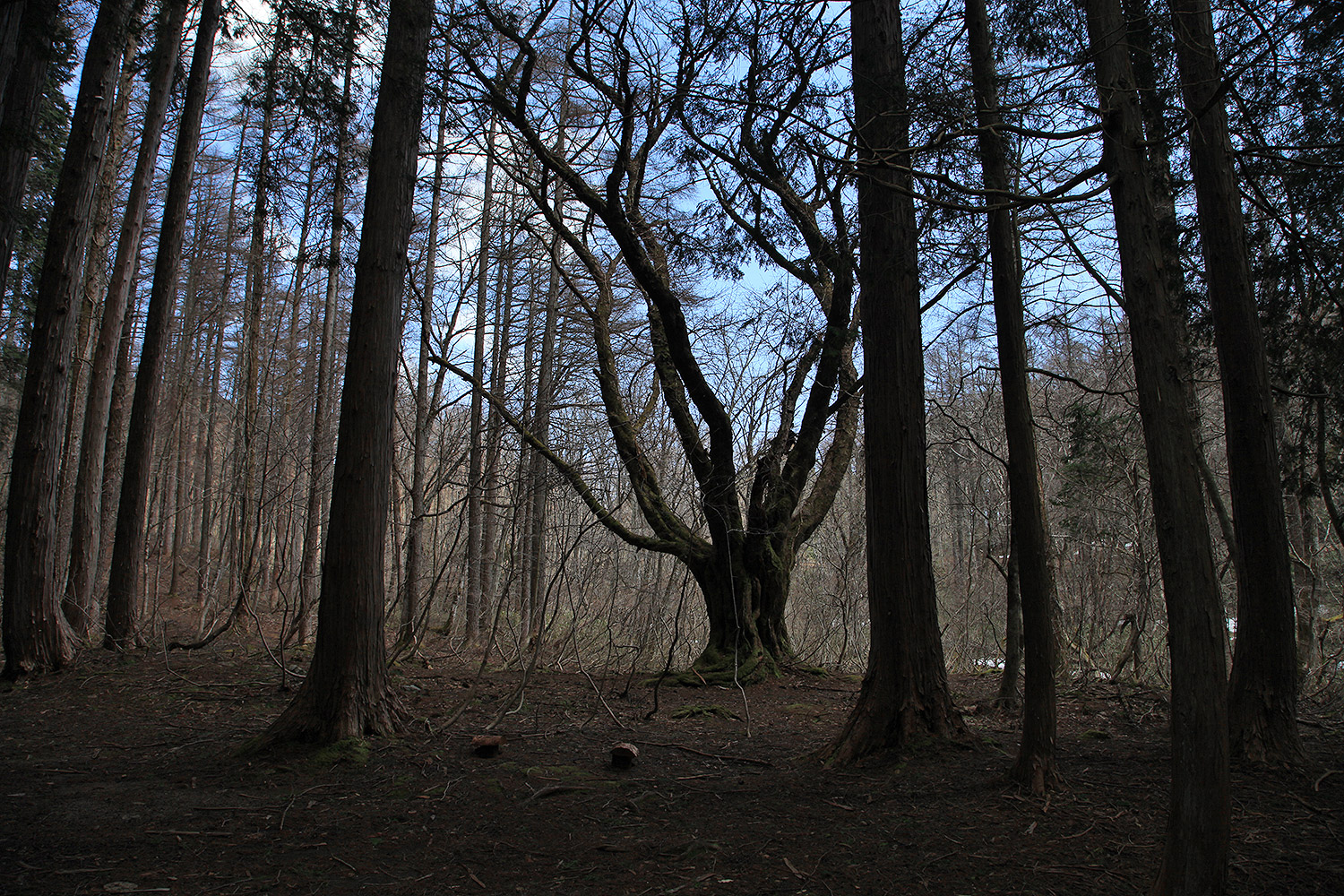 岡山県立森林公園のオオヤマザクラ