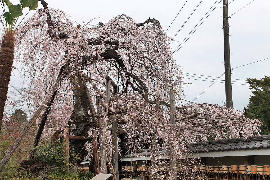 金仙寺のしだれ桜