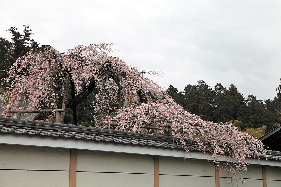 金仙寺のしだれ桜