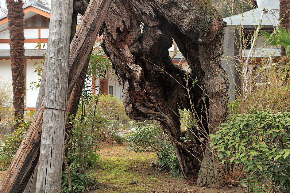 金仙寺のしだれ桜