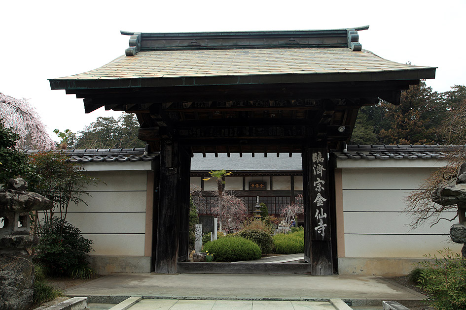 金仙寺のしだれ桜
