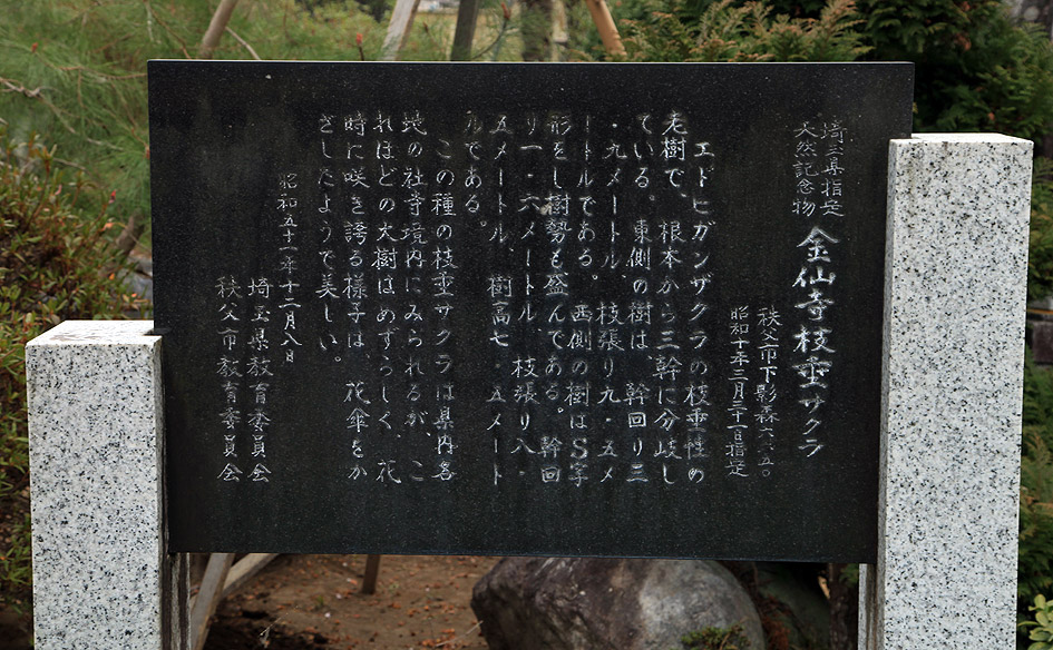 金仙寺のしだれ桜