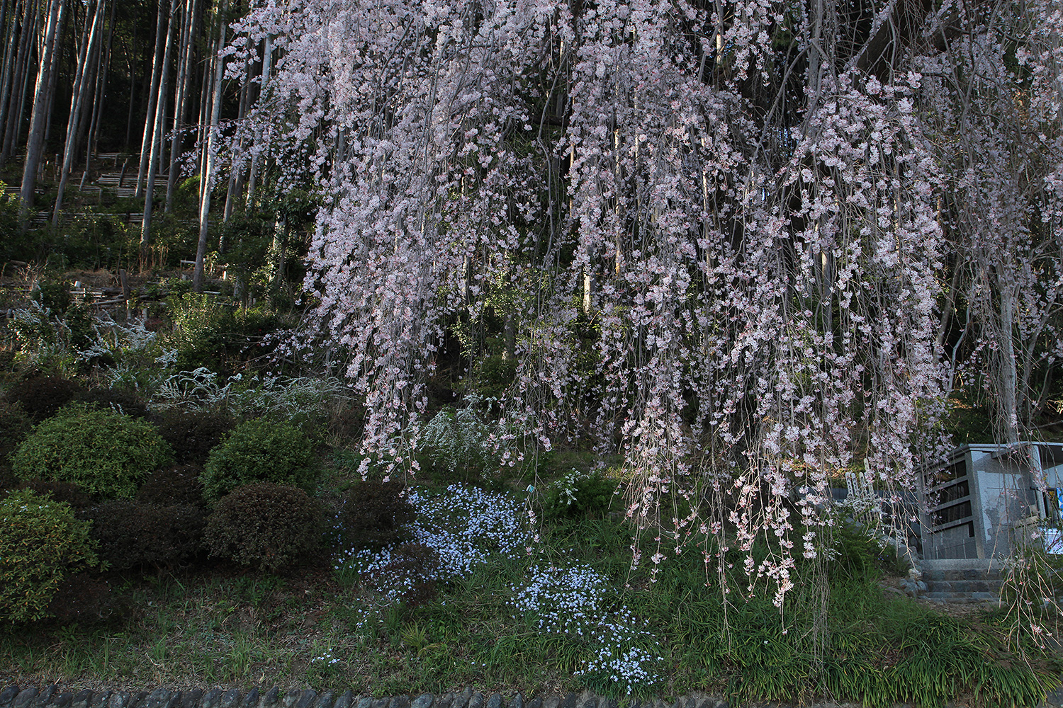 梅岩寺 しだれ桜 
