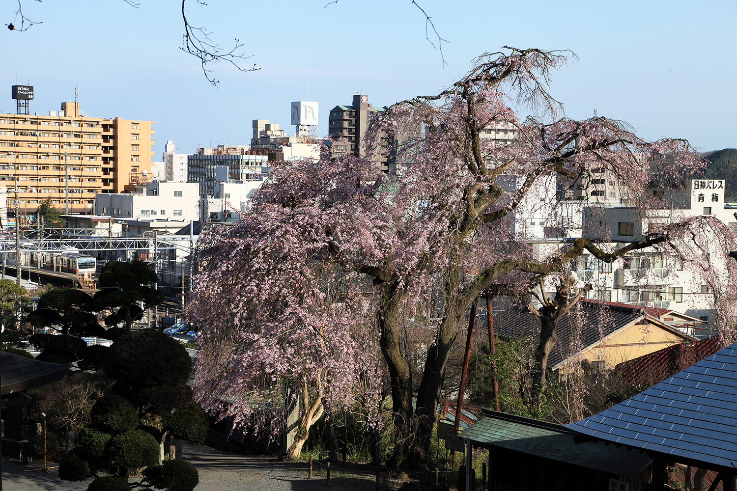 梅岩寺 しだれ桜 