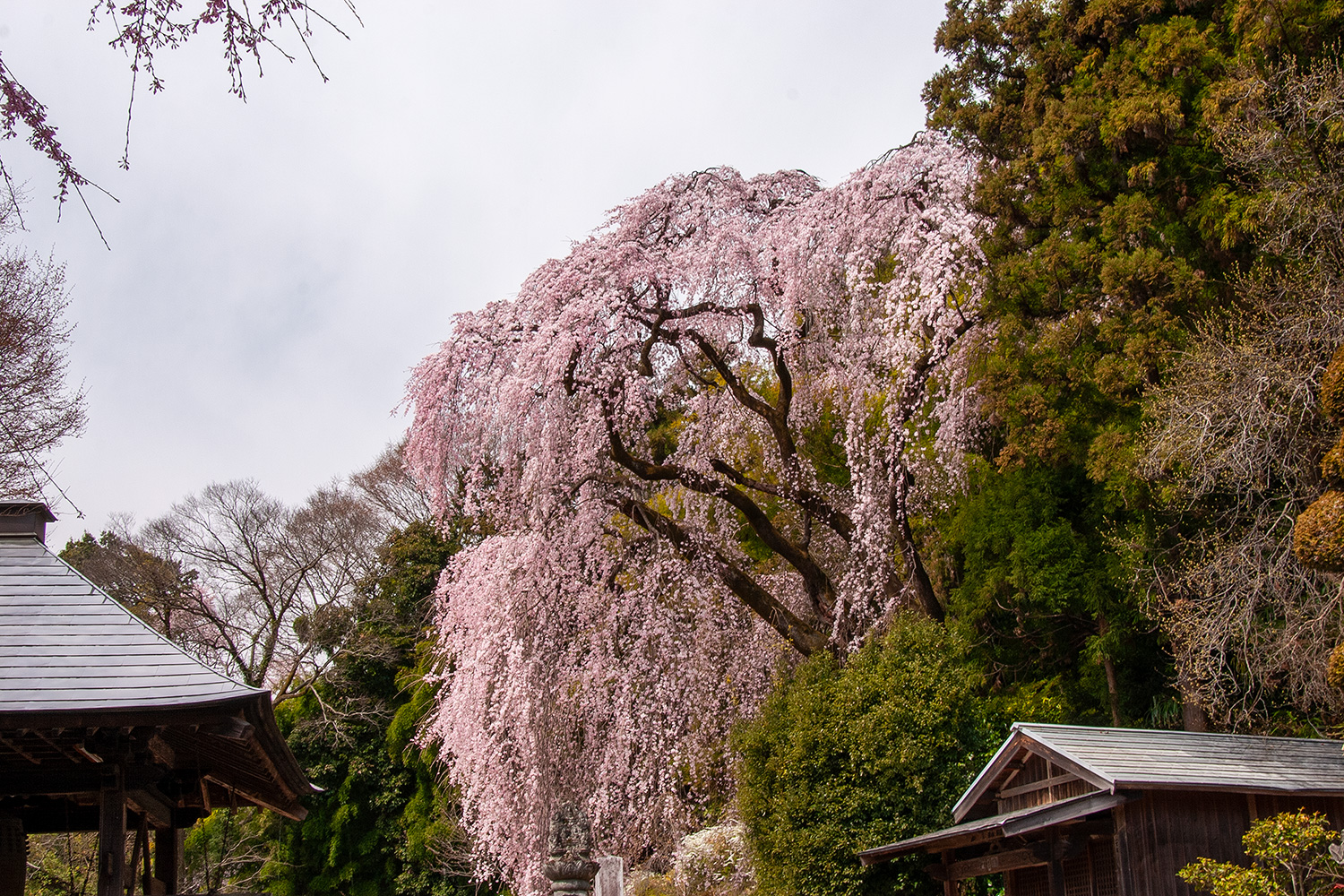 梅岩寺 しだれ桜 