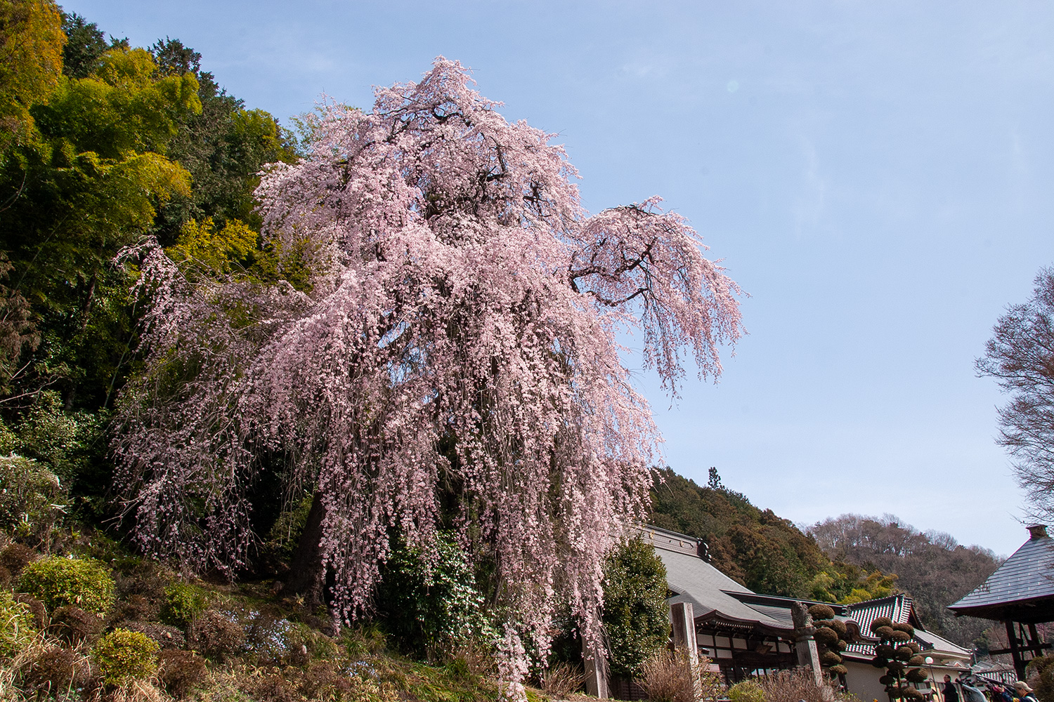 梅岩寺 しだれ桜 