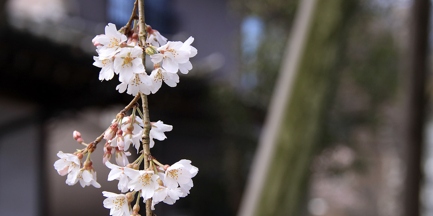 大光寺 しだれ桜
