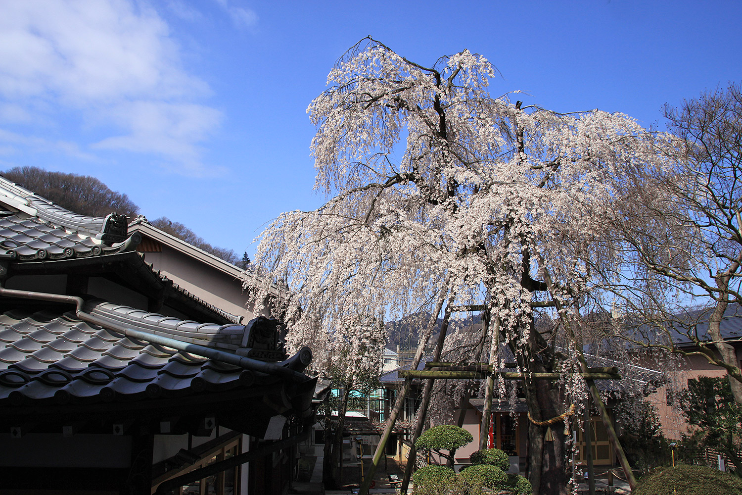 大光寺 しだれ桜