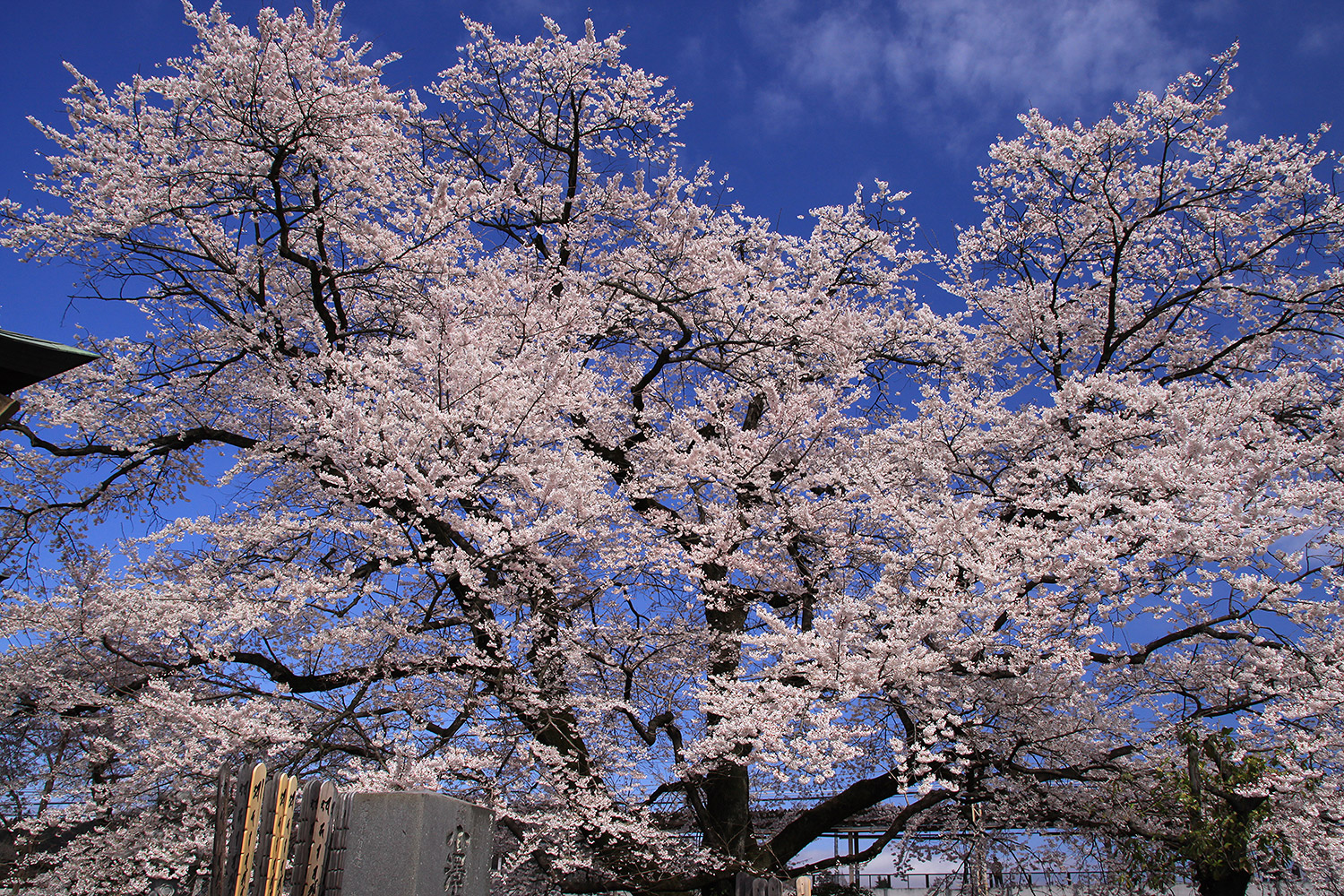 大光寺 エドヒガン