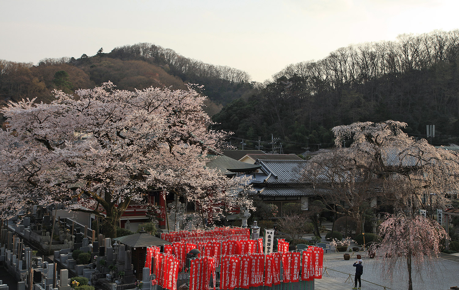 大光寺 エドヒガン