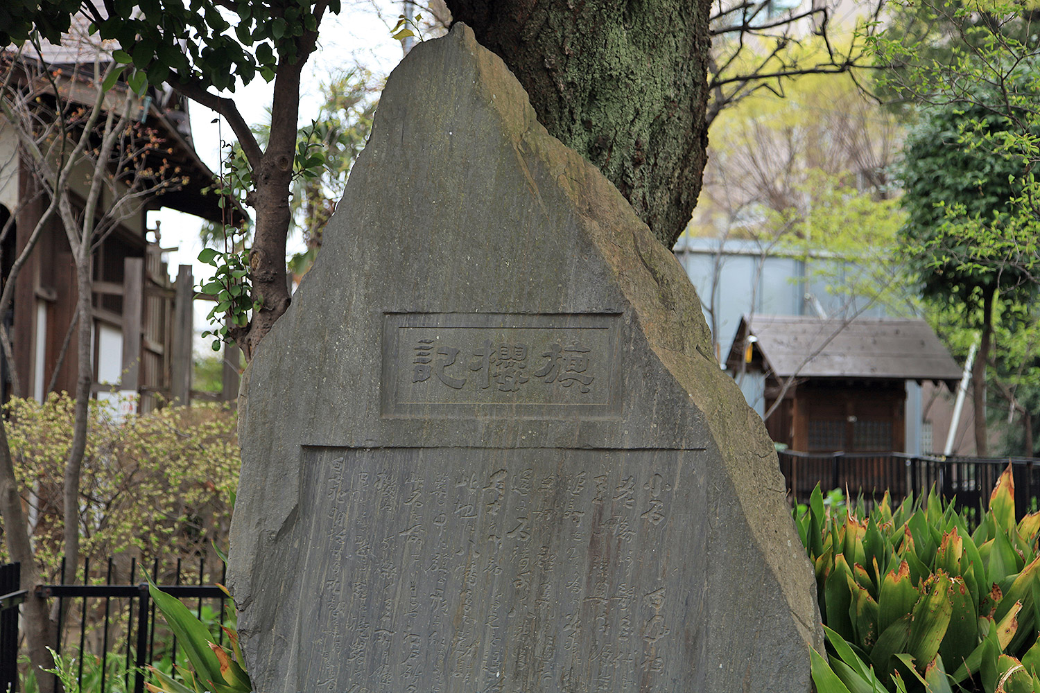 白山神社　白山旗桜 