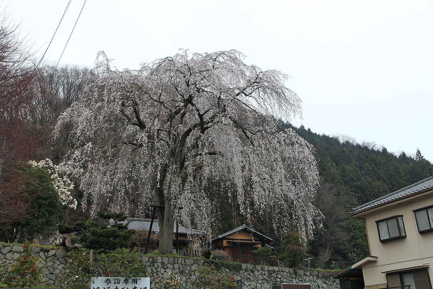 浄福寺のしだれ桜