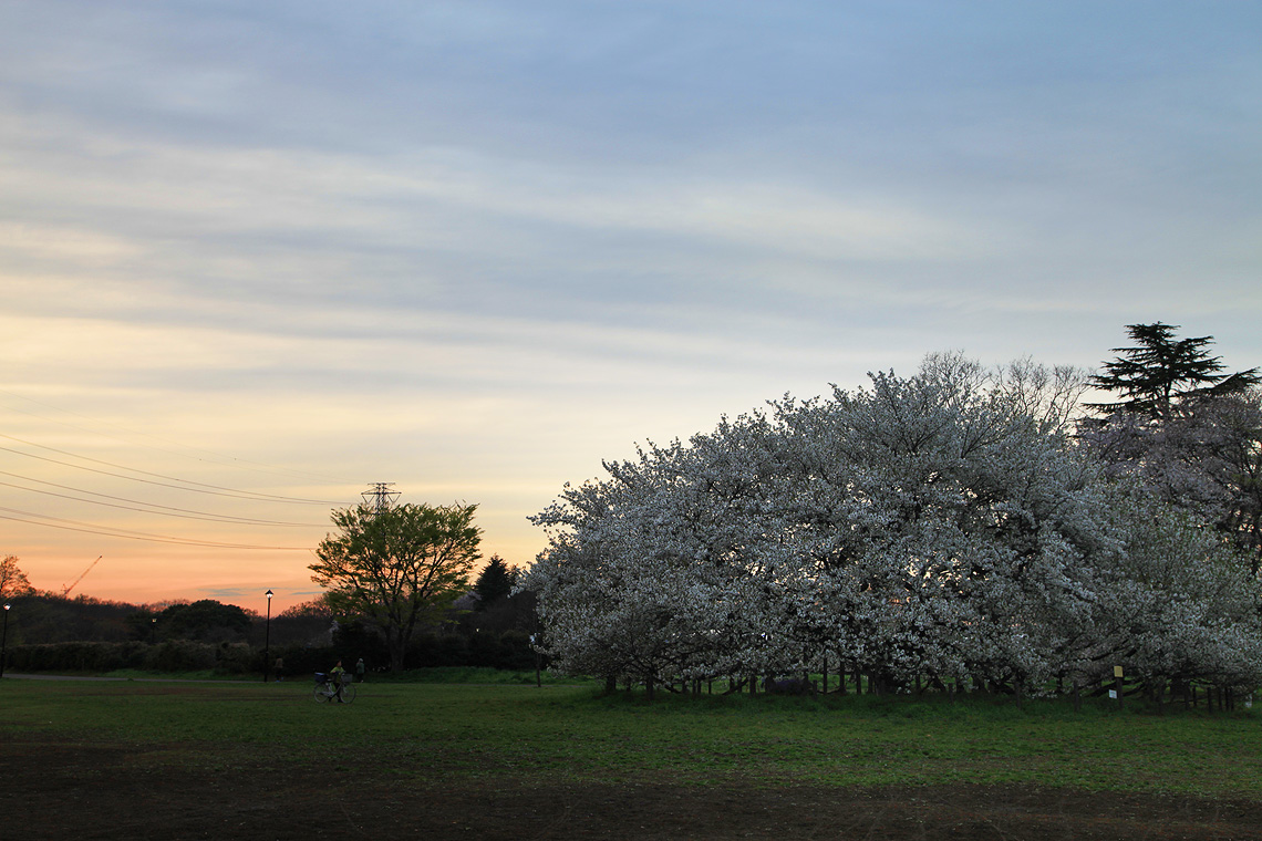 小金井公園　大島桜 