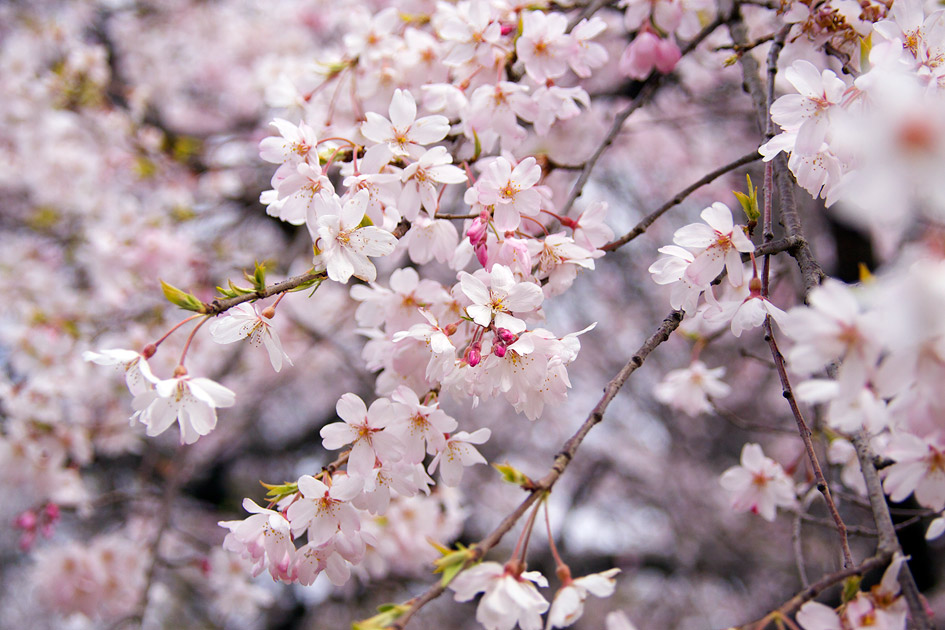 小石川後楽園 しだれ桜 