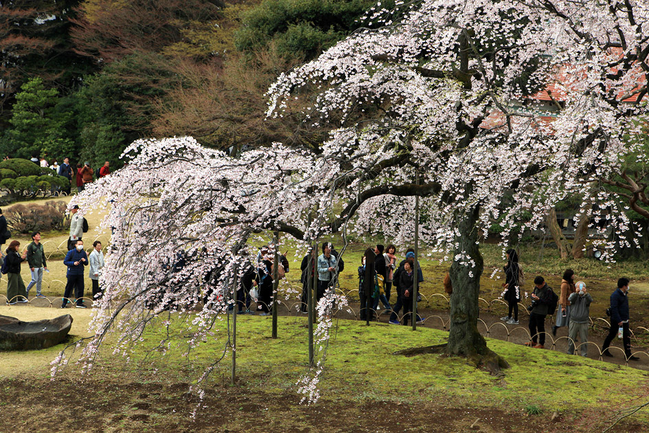 小石川後楽園 しだれ桜 