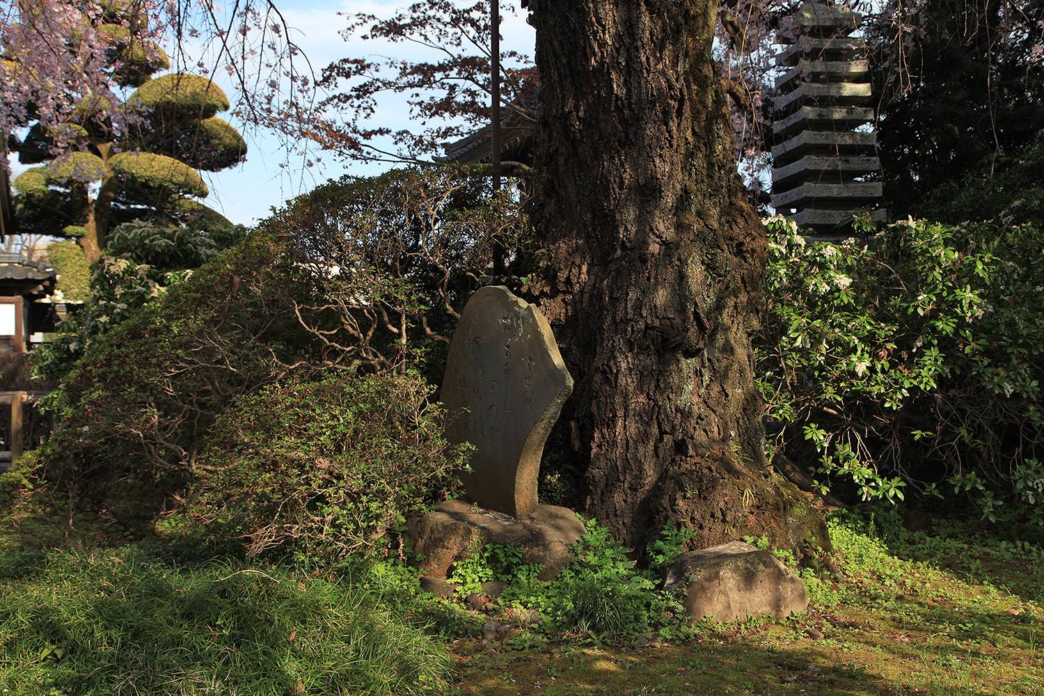 金剛寺 しだれ桜