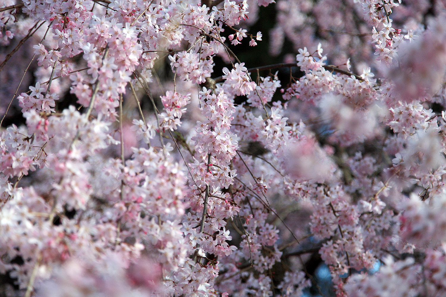 金剛寺 しだれ桜
