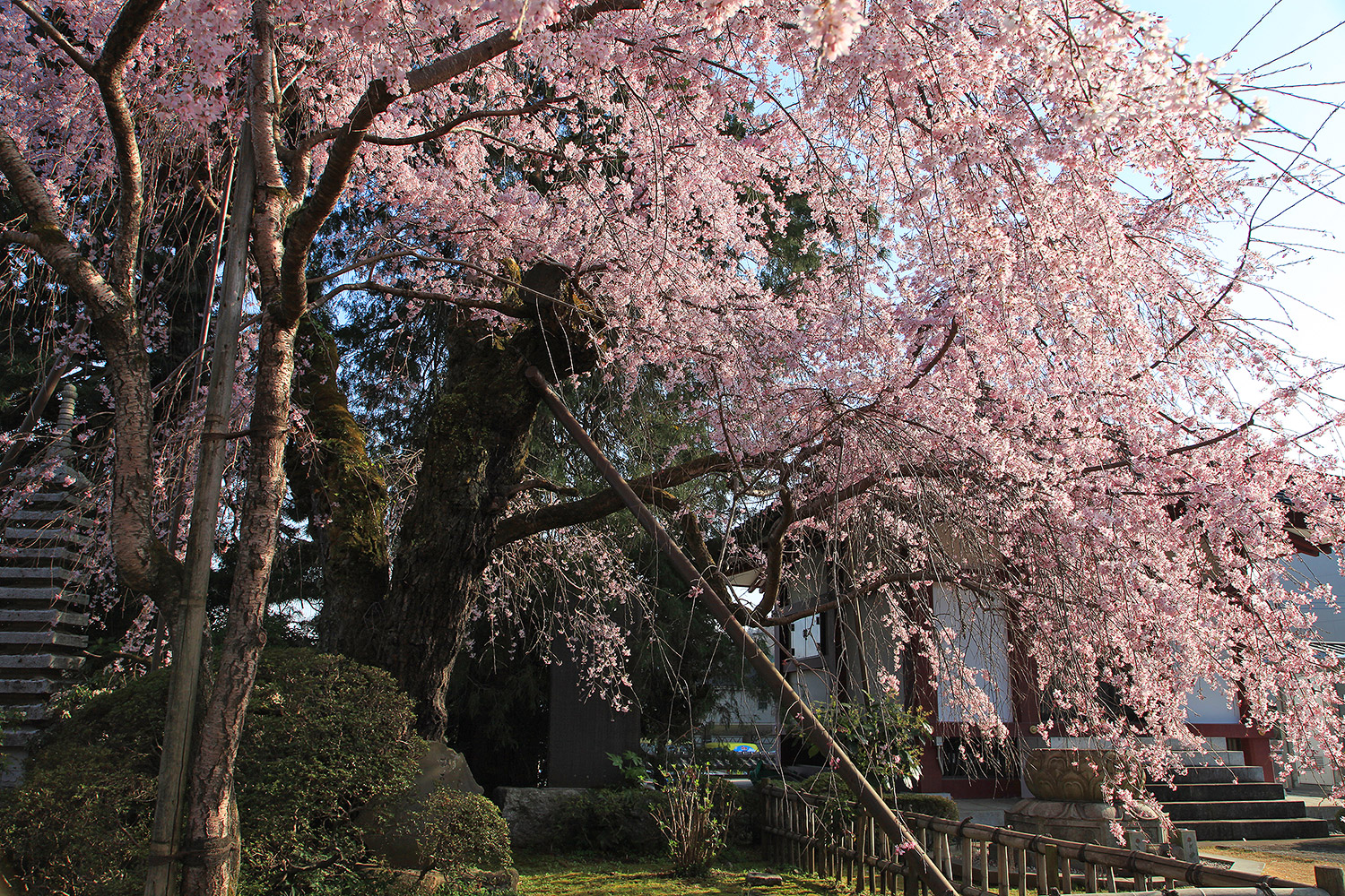 金剛寺 しだれ桜