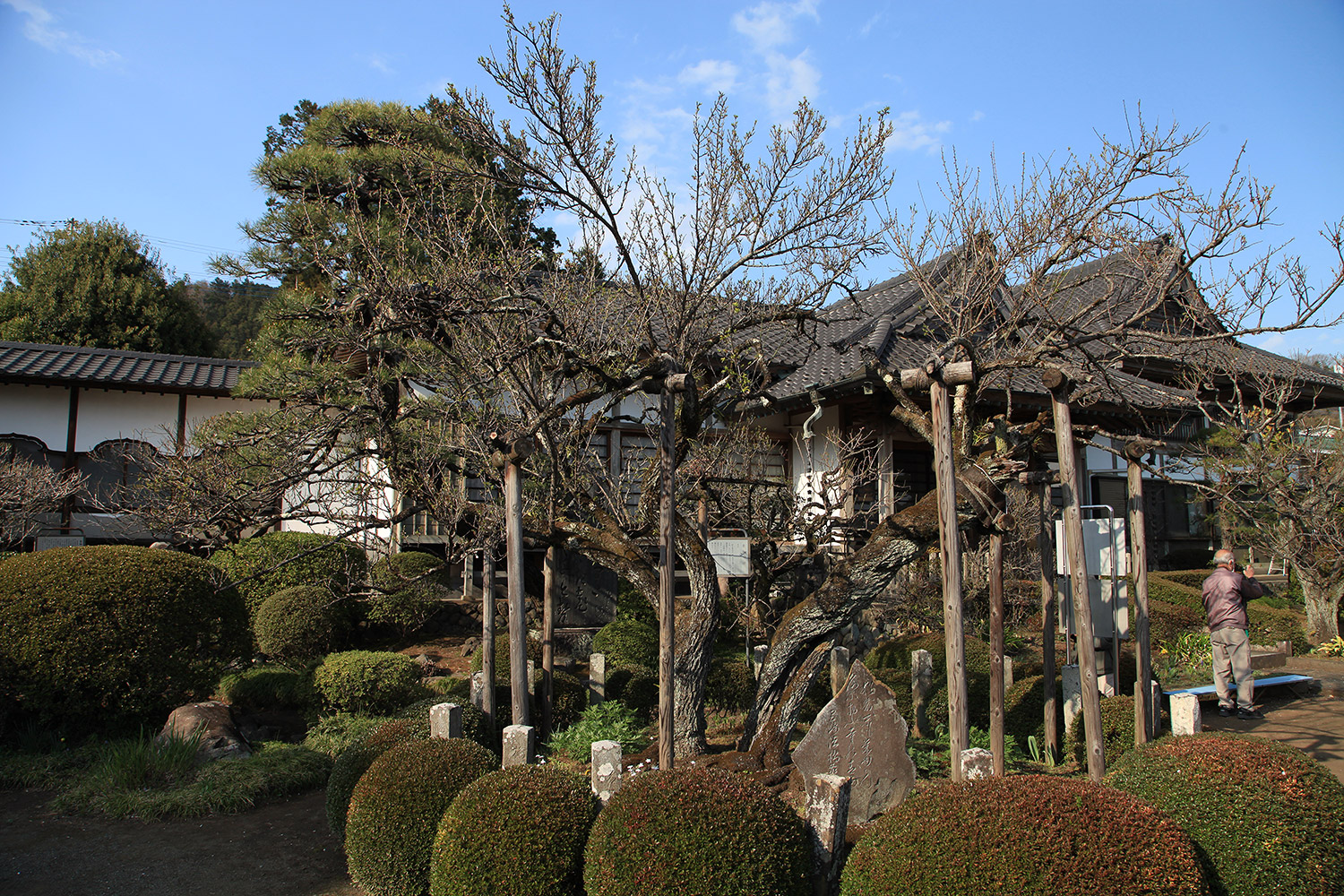 金剛寺 しだれ桜