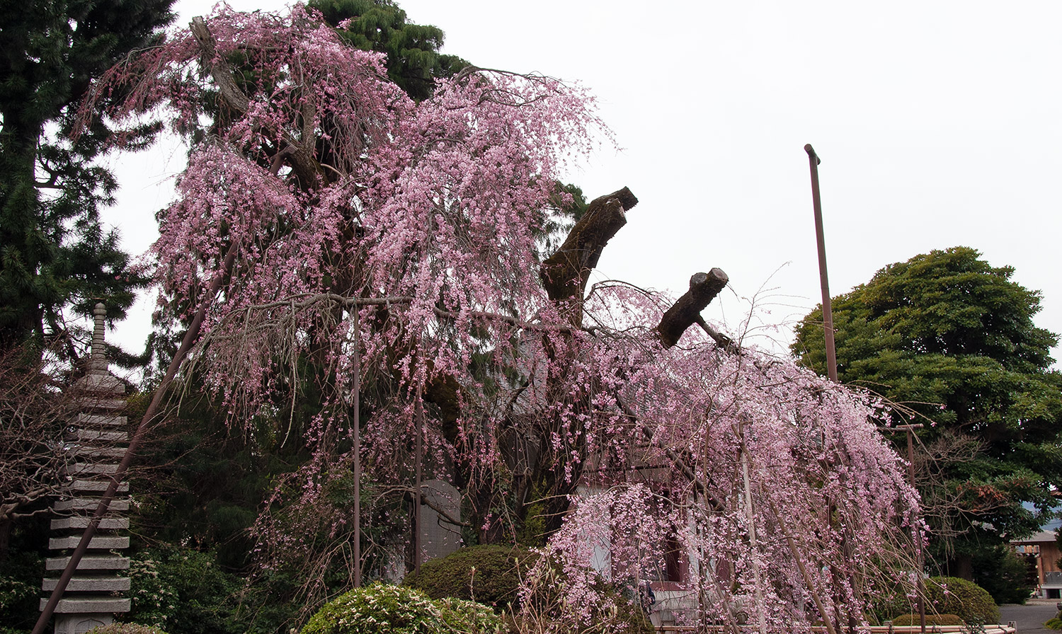 金剛寺 しだれ桜