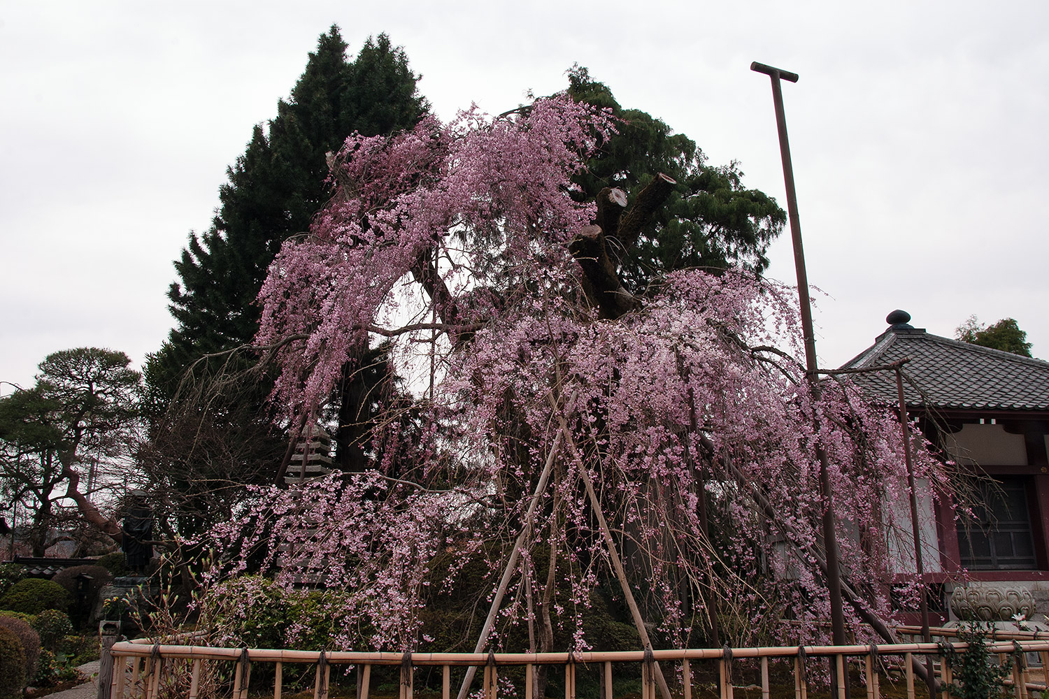 金剛寺 しだれ桜 