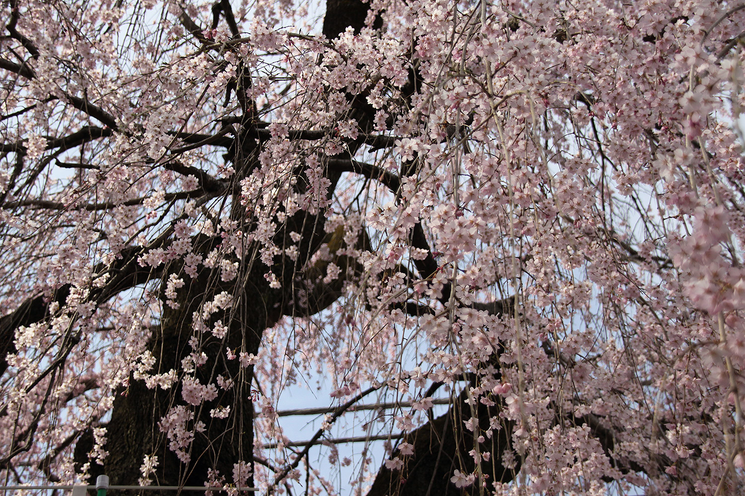興福寺 しだれ桜