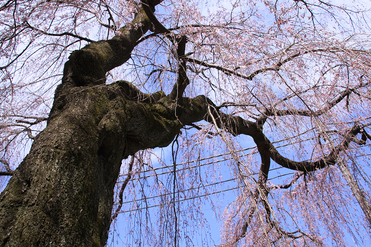 興福寺 しだれ桜