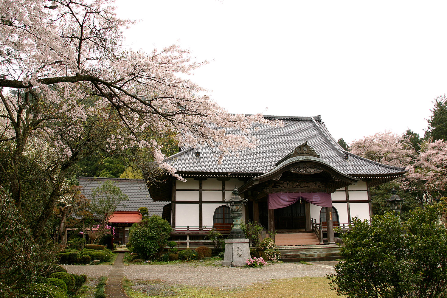光厳寺の白山桜 