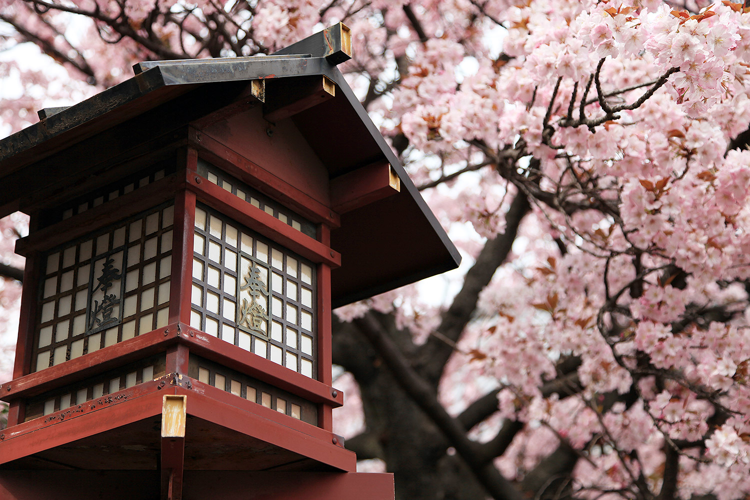 上野両大師　御車返しの桜 