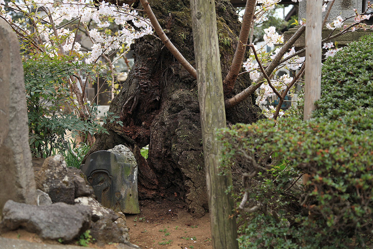 清岸寺 祐天桜 