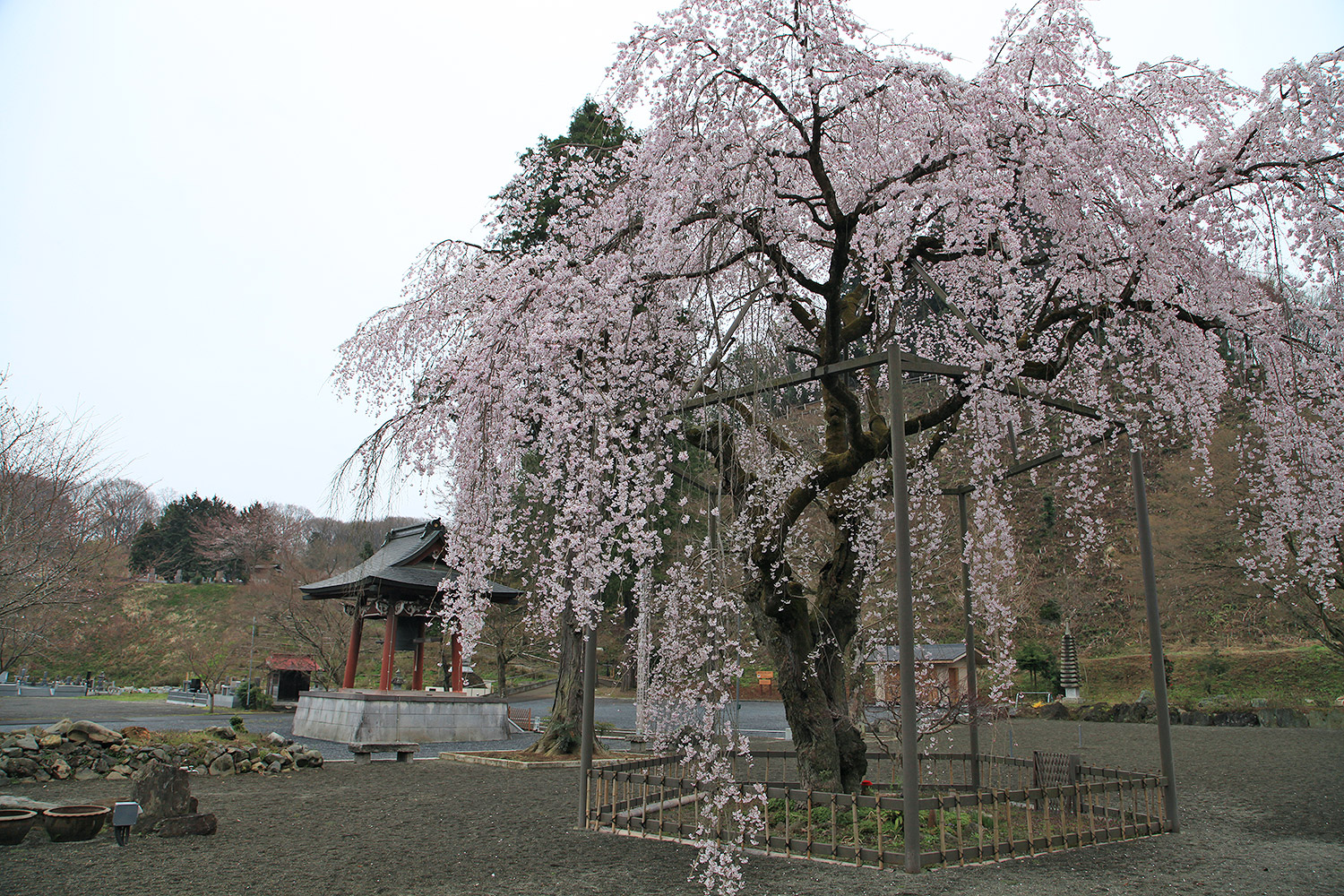 心源院のしだれ桜