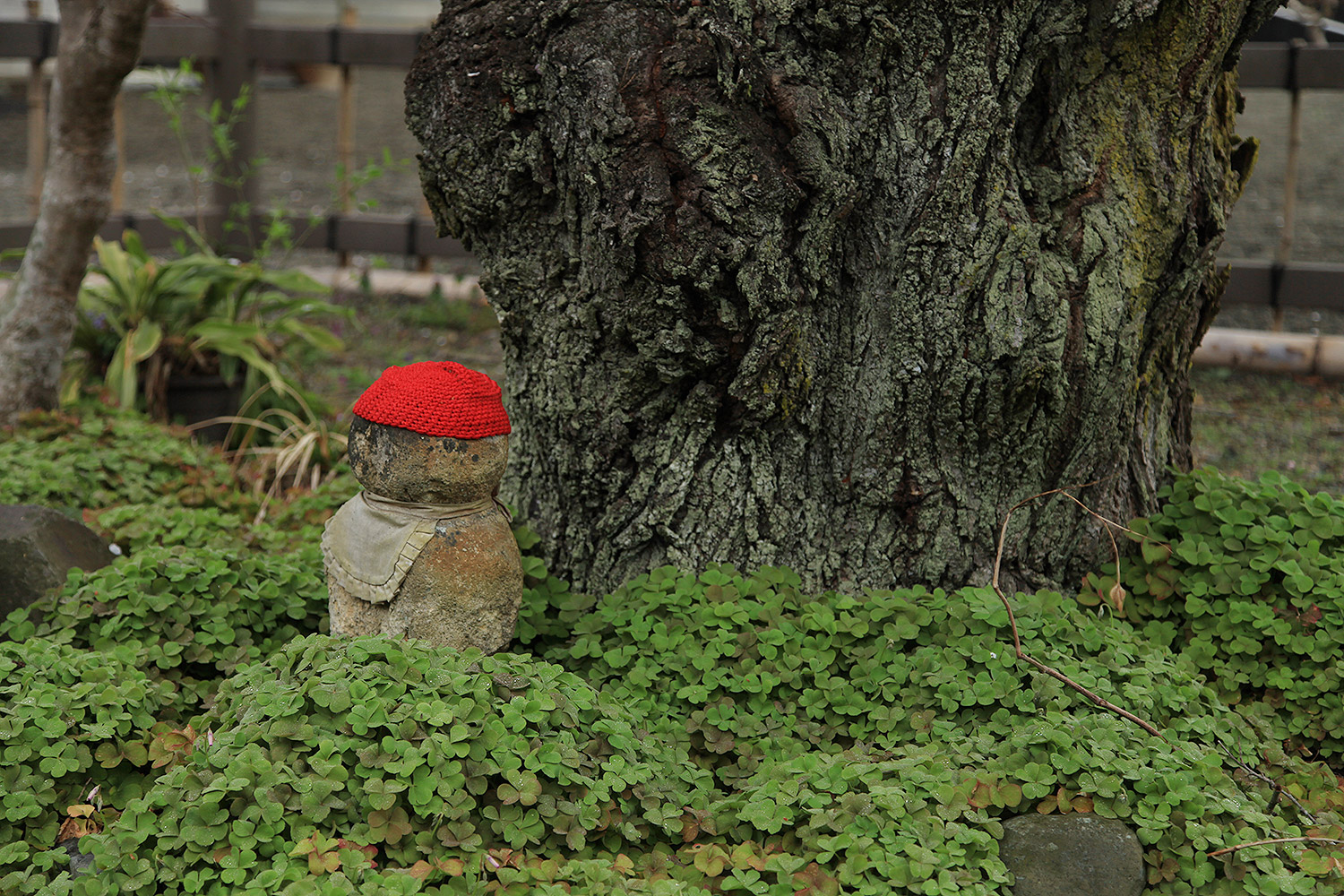 心源院のしだれ桜