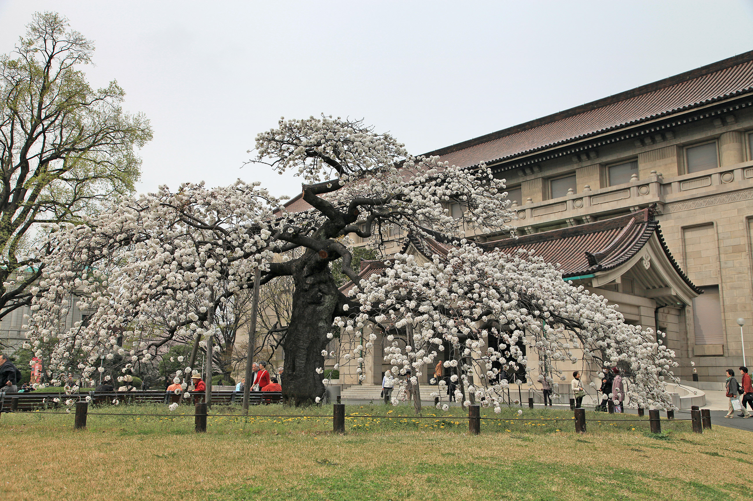 東京国立博物館　吉野枝垂桜 