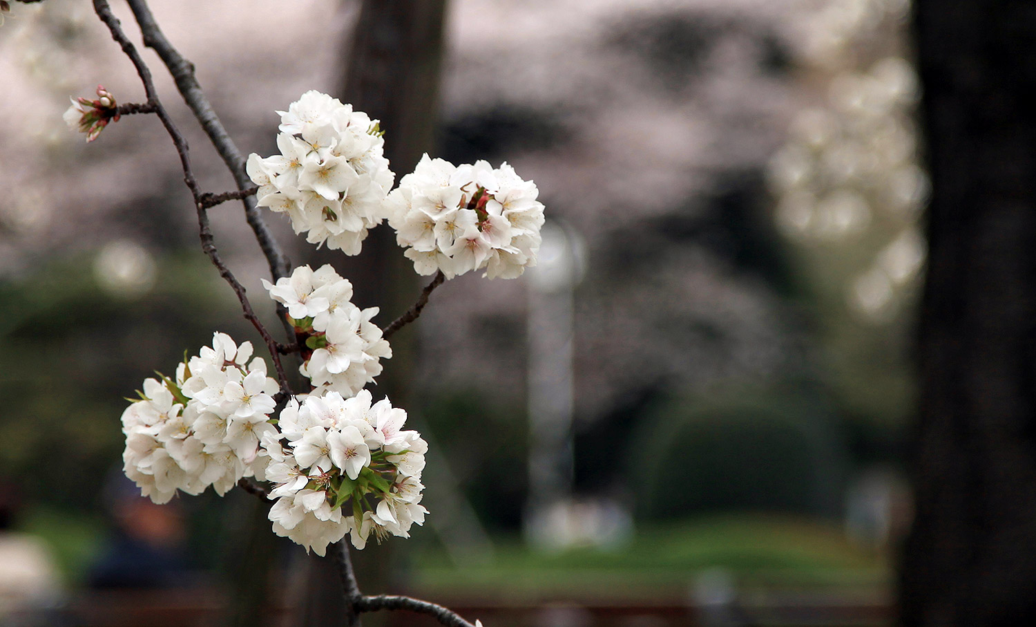 東京国立博物館 吉野枝垂桜