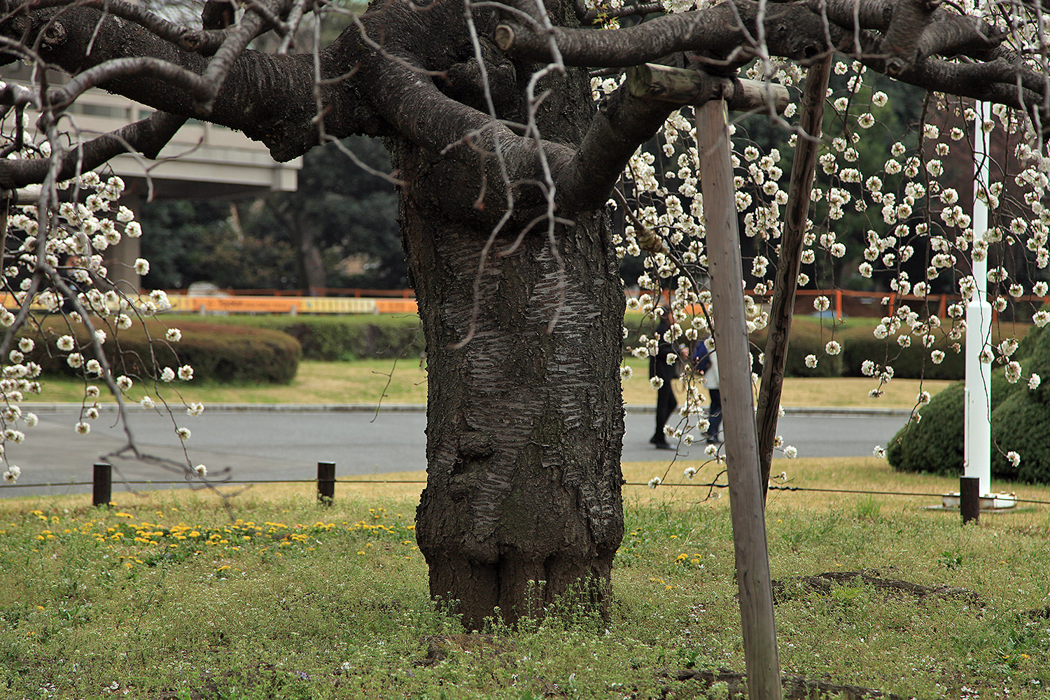 東京国立博物館 吉野枝垂桜